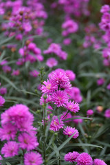 Asters are daisy-like perennials with starry-shaped flower heads.