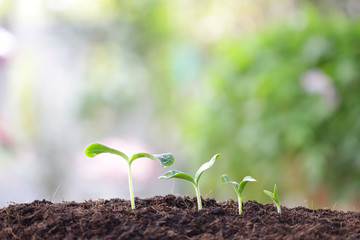 small tree sapling plants planting with dew