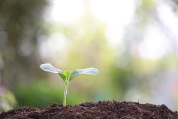 small tree sapling plants planting with dew