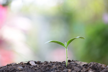 small tree sapling plant planting with dew