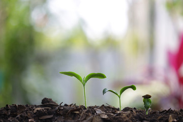 small tree sapling plant planting with dew