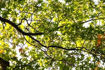 Von Sonne beschienener Baum