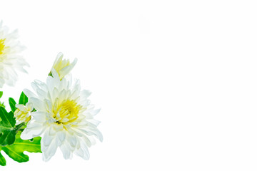 Colorful autumn flowers of chrysanthemum