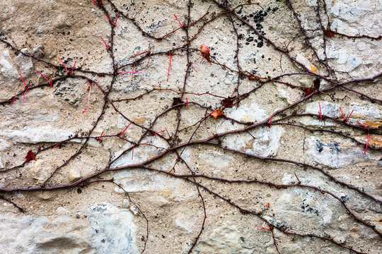 dry ivy on stone wall, abstract background