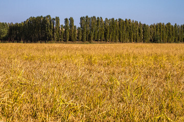 Campagne e risaie del pavese (Lombardia)