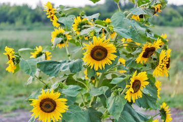 sunflowers bush in the field