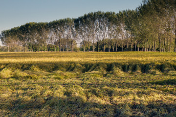 Campagne e risaie del pavese (Lombardia)