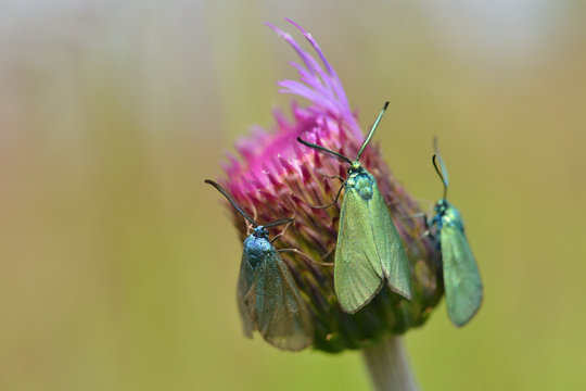 Ampfer-Gr&uuml;nwidderchen (Adscita statices)