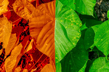 Green leaves for abstract background