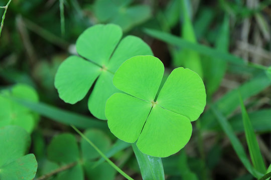 Closed up a Pair of Vibrant Green Four-leaf Clovers in the Field 