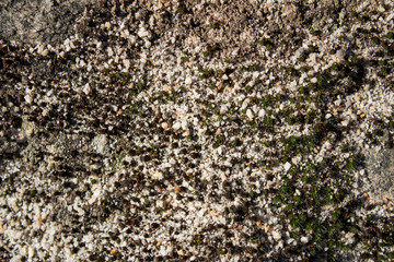 beautiful background of moss, stone and sand