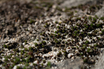 macro photography of moss on stones and sand