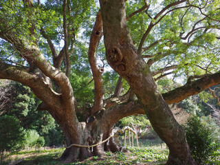 【山口県 観光名所】川棚のクスノキ