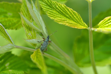 Grünrüssler Käfer auf einem Blatt