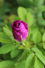 Fototapeta na wymiar pink rose Bud on green background