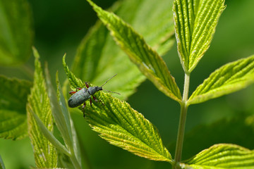Grünrüssler Käfer auf einem Blatt