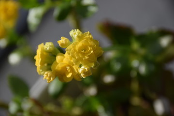 Fleur Jaune