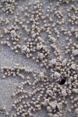 Closeup, small wind crab with harmonious color with sand. On the beach is leaving the housing hole.