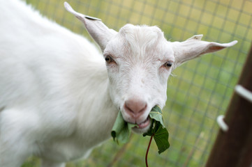 Young goat eating a green leaf in the farm in countryside.
