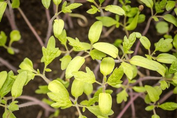 Seedlings, green leaves.