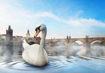Swan in foggy morning