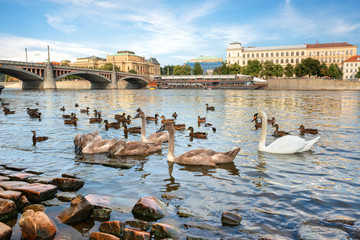 Birds on riverbank in Prague