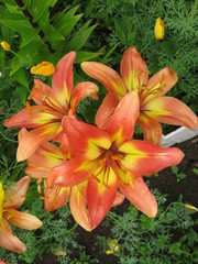 Fototapeta premium orange lilies in the garden