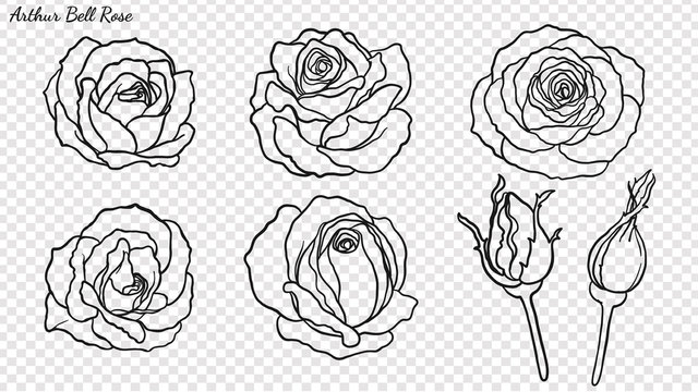 Rose ornament vector by hand drawing.Beautiful flower on transparent background.Arthur Bell rose vector art highly detailed in line art style.Flower tattoo for paint or pattern.