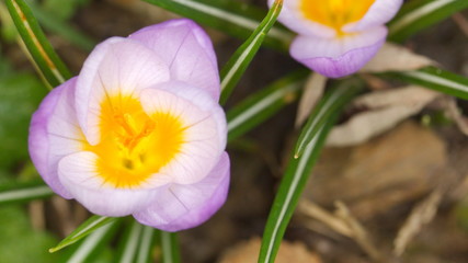 A close-up image of colourful Spring Crocus.
