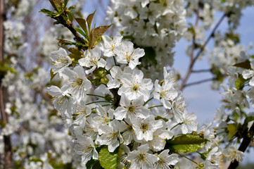 close-up of  blooming cherry-tree branch in the garden