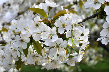 close-up of  blooming cherry-tree branch in the garden