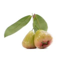 water apple fruit or bell fruit isolate on white background