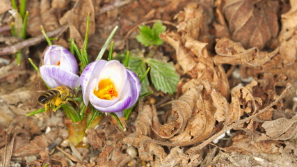 Honey bee on a crocus flower
