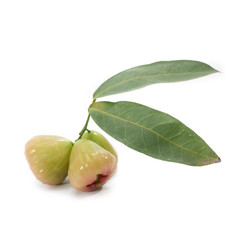 water apple fruit or bell fruit isolate on white background
