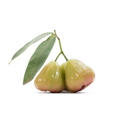 water apple fruit or bell fruit isolate on white background