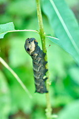 caterpillar on a leaf