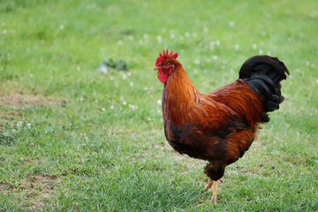 Full body of adult rooster on the farm