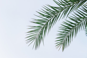 Natural pair of green palm leafs patterns on blue sky background