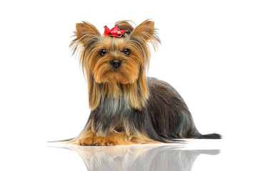 dog breed Yorkshire terrier