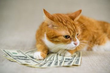 Portrait of a domestic cat with a bunch of hundred dollar bills.