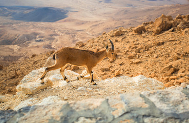Mountain animal walks through the rocky terrain of the desert. Animals on the way to the dead sea.