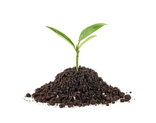 Plant of citrus tree growing from soil, white background.