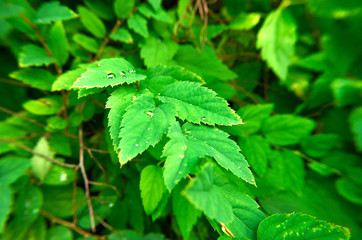 A drop of water on the leaves of the tree