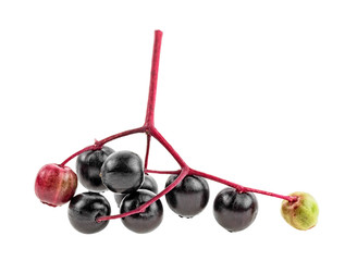 Small branch of black elderberry fruit on a white background