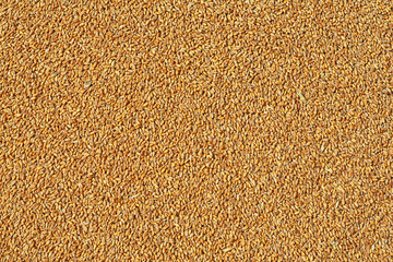 Wheat grains as agricultural background, top view.