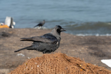 crow on the beach