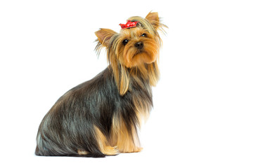 dog breed Yorkshire terrier on a white background