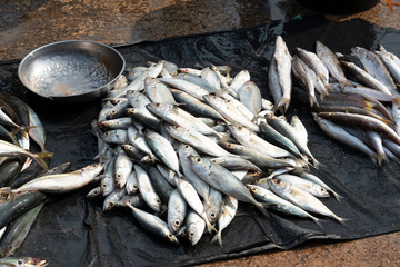 Fototapeta premium fresh fish in the market