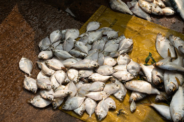 fresh fish in the market