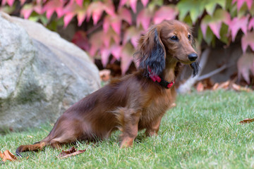 beautiful little dachshund in the garden